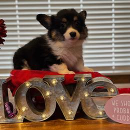 Rowena MacLeod (Fluffy) - Black and tan female Pembroke Welsh Corgi puppy in Olathe, Colorado from Rocking LJ Breeding