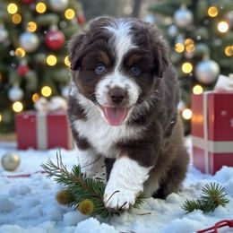 Andover's Sound of Valor - Red tri-color male Miniature American Shepherd puppy in Rockford, Illinois from Andover Aussies