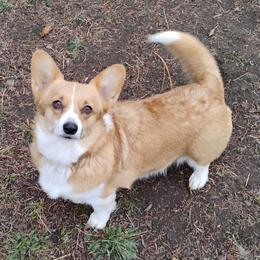 Willow - Pembroke Welsh Corgi