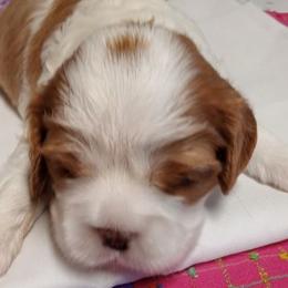 Boy 1AKC DOUBLE DUKE - Blenheim male Cavalier King Charles Spaniel puppy in Joplin, Missouri, Missouri from HOL-A-DA CAVALIERS