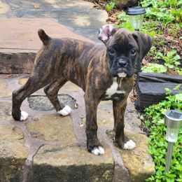 Boxer Puppies from Vincenza Boxers