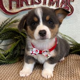 STEFAN AKC - Blue male Pembroke Welsh Corgi puppy in Hinton, Oklahoma from Green Cloud Ranch