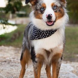 Miniature Australian Shepherds from Blossom Creek Aussies