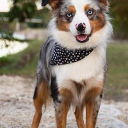 Miniature Australian Shepherds from Blossom Creek Aussies
