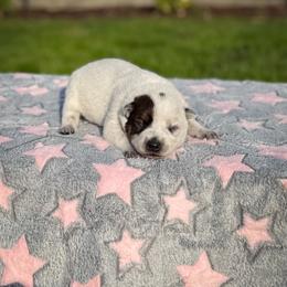 Pink - Red speckled female Australian Cattle Dog puppy in Spokane, Washington from 4D Cattle Dogs