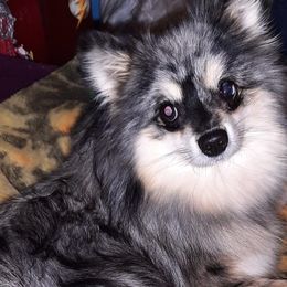 Pomskies from Texas Panhandle Small Pomsky Puppies