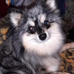 Pomskies from Texas Panhandle Small Pomsky Puppies