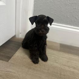Barktholomew - Liver male Miniature Schnauzer puppy in Tampa, Florida from PNQ Breeding