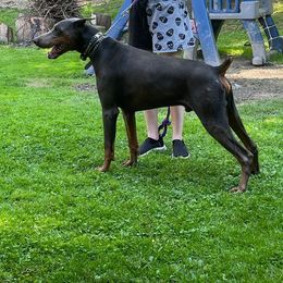 Doberman Pinscher All Grown Up from KJC Champion Kanines