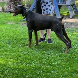 Doberman Pinscher All Grown Up from KJC Champion Kanines