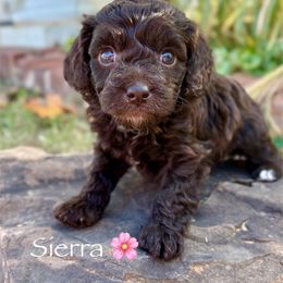 Sierra - female Australian Mountain Doodle puppy in Bristow, Oklahoma from 10-Acre Woods Cockapoos