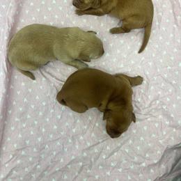 2 - Dark golden female Golden Retriever puppy in Denton, Maryland from Golden Horse Farm