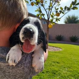 Neytiri - Black and white female Basset Hound puppy in Surprise, Arizona from Howlin Hounds