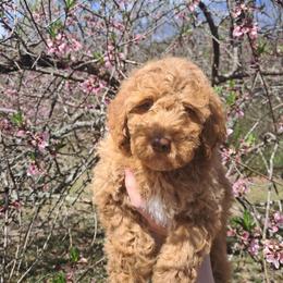 Aussiedoodle and Cockapoo Puppies from Ouachita River Cockapoos