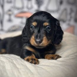 Girl 2 - Dachshund puppy from Jessica Louise Dachshunds