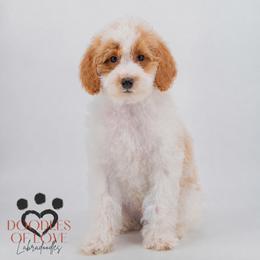 Trained Tucker - Parti male Labradoodle puppy in Travelers Rest, South Carolina from Doodles of Love Labradoodles