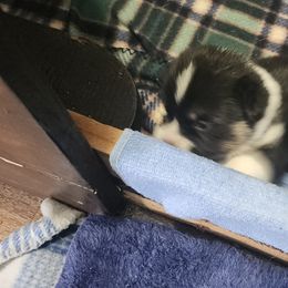 Miss purple. Her collar - Black and tan female Pembroke Welsh Corgi puppy in Beech Island, South Carolina from Em and Em Farm
