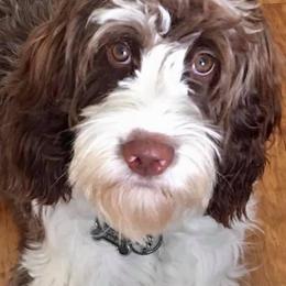 Aussiedoodle and Springerdoodle All Grown Up from Deek’s Designer Doodles
