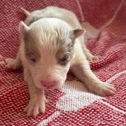River - Red merle female Border Collie puppy in Mckinney, Texas from Border Collies of Ruidoso