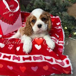 Poppy's Boy 1A - Blenheim male Cavalier King Charles Spaniel puppy in Loco, Oklahoma from Sweet Heart Cavaliers
