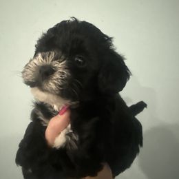 Bronx - Black male Yorkipoo puppy in Independence, Kentucky from 4paws4ever by Design