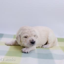 Rapunzel - Light golden female Golden Retriever puppy in Lakewood, California from Cloud Nine Kennel
