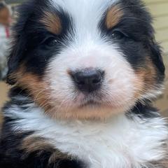 Francesca - Black rust and white female Bernese Mountain Dog puppy in Fountain, North Carolina from Stargirl Bernese Mountain Dogs
