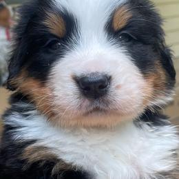 Francesca - Black rust and white female Bernese Mountain Dog puppy in Fountain, North Carolina from Stargirl Bernese Mountain Dogs
