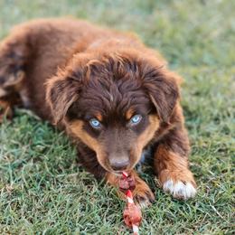 Rip - Red tri male Miniature Australian Shepherd puppy in Yantis, Texas from Marie Mini Aussies