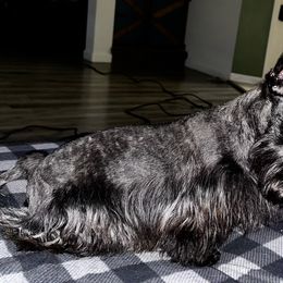 Poppy - Scottish Terrier
