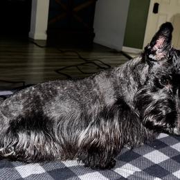 Poppy - Scottish Terrier