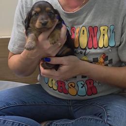 Kirk - Black and tan male Dachshund puppy in Dade City, Florida from Kingpindoxies