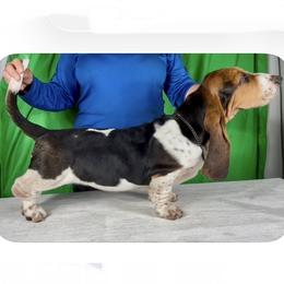 Basset Hound Puppies from Kling’s serendipity Bassets