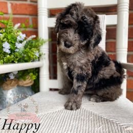 Aussiedoodle Puppies from Ridgeline Doodles