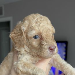 Rebel - Apricot male Aussiedoodle puppy in Weeki Wachee, Florida from Pawprint Dreams Boarding and Kennel