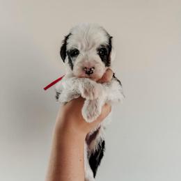 Jack. - Black and white male Sheepadoodle puppy in Wabash, Indiana from DOODCompany