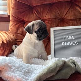 Charlie - Fawn male Pug puppy in Randleman, North Carolina from Peachy Pugs