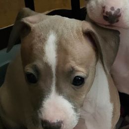 Kimmy irish boy - Blue fawn male Italian Greyhound puppy in Phillips, Maine from Maplewood Italian Greyhounds