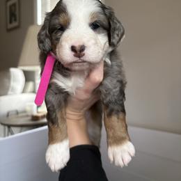 Pink Collar - Blue merle female Bernedoodle puppy in Clementon, New Jersey from PitterPatterPuppiesNJ