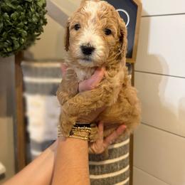 Lover Boy - Parti male Goldendoodle puppy in Social Circle, Georgia from Poppiedoodle Farms