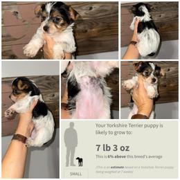 Lola Bean - Parti female Yorkshire Terrier puppy in Cleveland, Tennessee from Moody’s Morkies and More