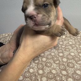 Latte - Lilac tri-color male Bulldog puppy in Medical Lake, Washington from Back Forty Boxers and Old English Bulldogs