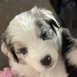Australian Shepherd Puppies from Bedtime Story Australian Shepherds