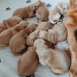 Golden Retriever Puppies from Origins Goldens