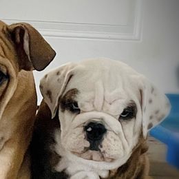 Bulldogs from Cotton Corner Bulldogs
