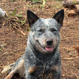 Jade - Australian Cattle Dog