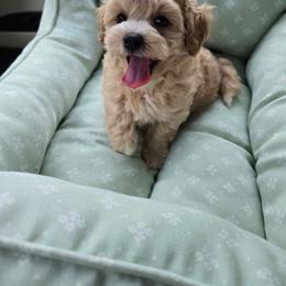 Mac - Apricot male Maltipoo puppy in Washington from Mt.BakerPoodles&Doodles