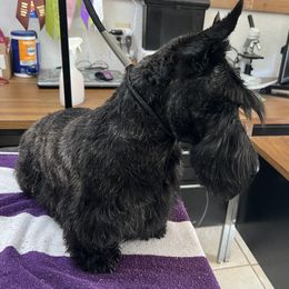 Girl 1 - Scottish Terrier puppy from Irish Creek Scotties