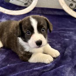 Andy - Brindle and white male Cardigan Welsh Corgi puppy in Princeton, Texas from Fable Cardigan Welsh Corgis