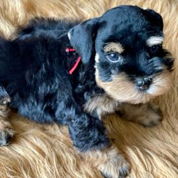 AKC Red collar Black and Tan - Black and silver male Miniature Schnauzer puppy in Calhoun, Georgia from The BrickHouse Miniature Schnauzers